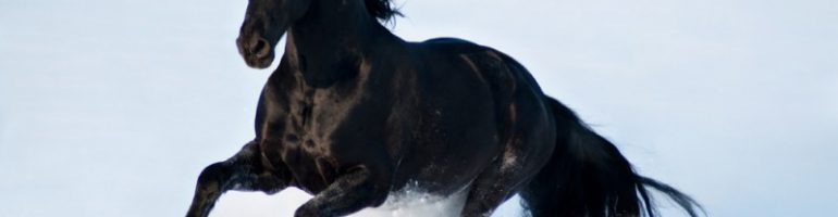 Элегантная и красивейшая лошадь конного мира