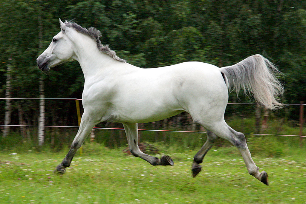 Топ-10. Самые красивейшие породы лошадей