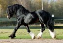 Размеры и достижения самой крупной лошади