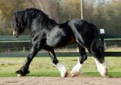 Размеры и достижения самой крупной лошади