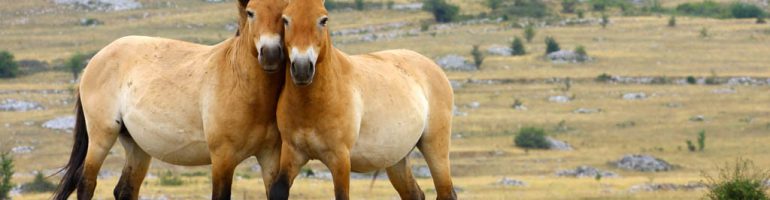 Как понять и обучить диких лошадей?