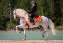 Как научить лошадь пиаффе с помощью различных трюков