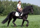 Как нужно правильно учить лошадь верховой езде