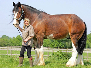 Самая большая лошадь конного мира, кто она?