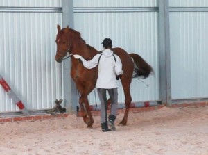 Варианты обучения пиаффированию лошадей