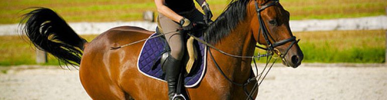 Как научиться ездить на лошади с минимальным риском