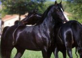 Лошади с окрасом черной масти