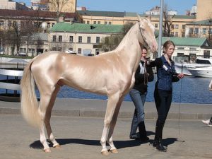 Королевская изабелловая масть