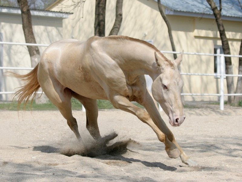 Ахалтекинская лошадь изабелловой масти: описание и характеристика породы