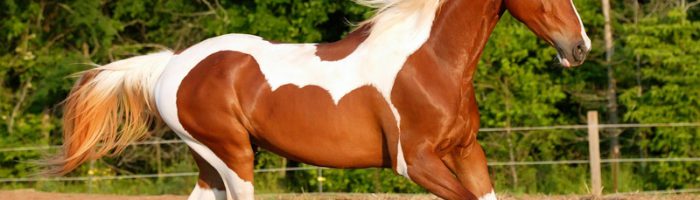 Популярные породы американских лошадей