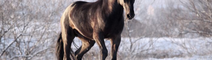 Албанская (мизекайская) порода лошадей